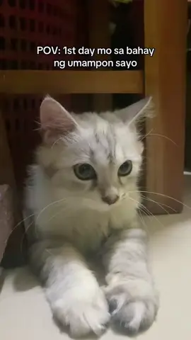 Soweee pooo! Hihihi #fyp #fypシ #foryou #foryoupage #cat #catsoftiktok #cats #cattok #persian #persiancat #cutecat #catlover #kitten #kittens #kittensoftiktok 