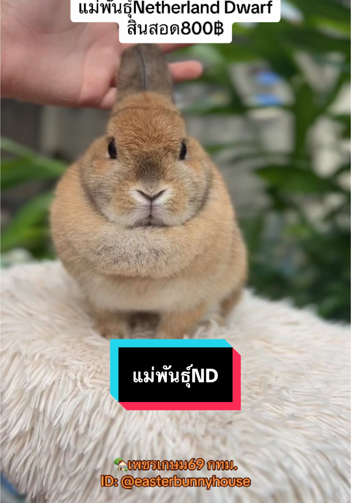 แม่พันธุ์NDอายุขวบกว่าใกล้สองขวบ ไซส์ใหญ่ อุ้มได้ หากสนใจขอชมผลงานน้องได้ค่ะ สินสอดยังไม่รวมส่ง😍 #EasterBunnyHouse #ฟาร์มกระต่ายกทม #ฟาร์มกระต่าย #กระต่าย #bunny #rabbit #netherlanddwarf #กระต่ายแคระมินิ🐰 #กระต่ายnd 