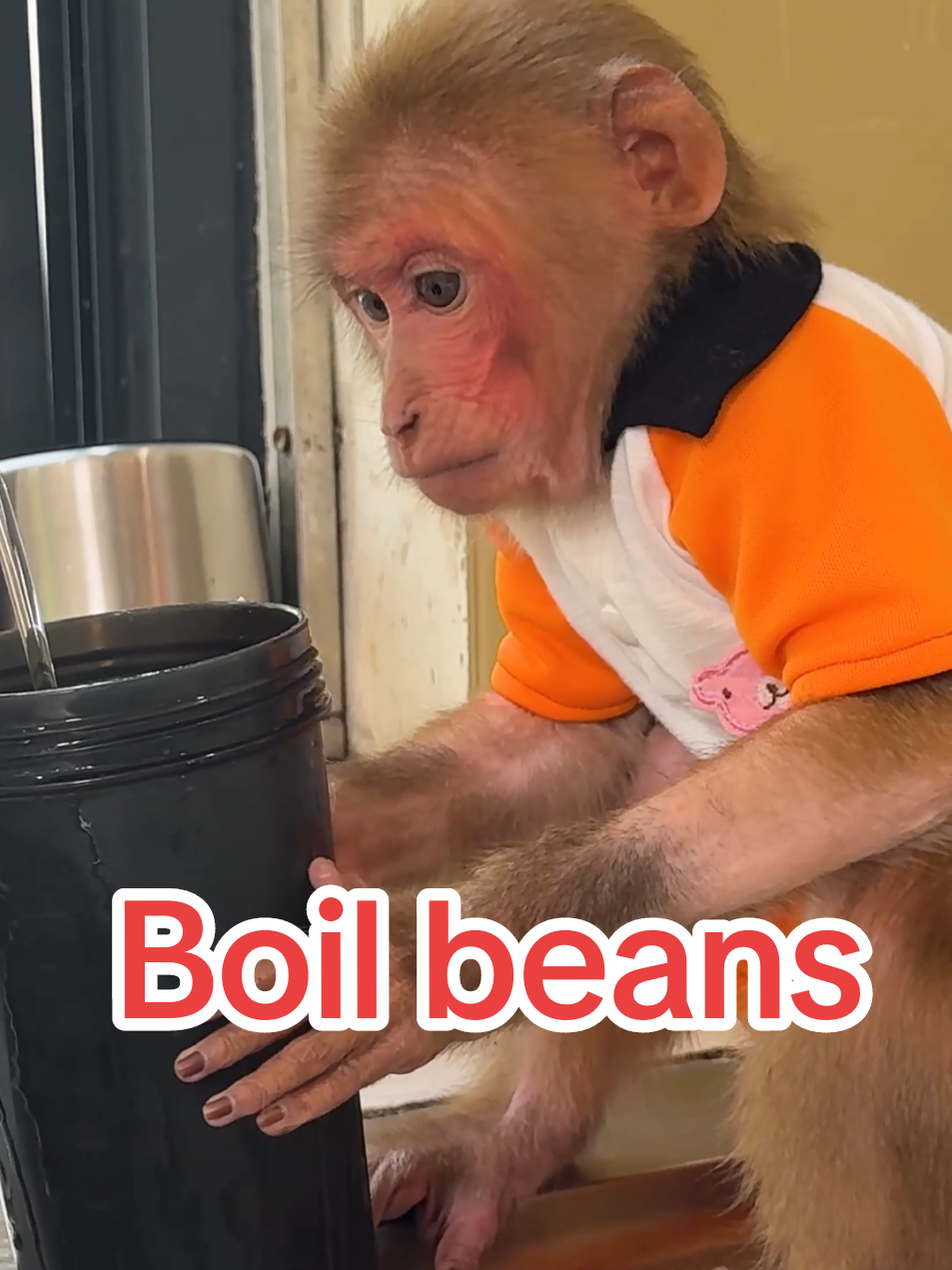 Smart Bibi Boiled beans. #MonkeyBiBi #Bibimonkey #BiBifamily #animalcutes #animal #babymonkey #monkeybabi #pest #bibiandmom #bibiandlala #monkey 
