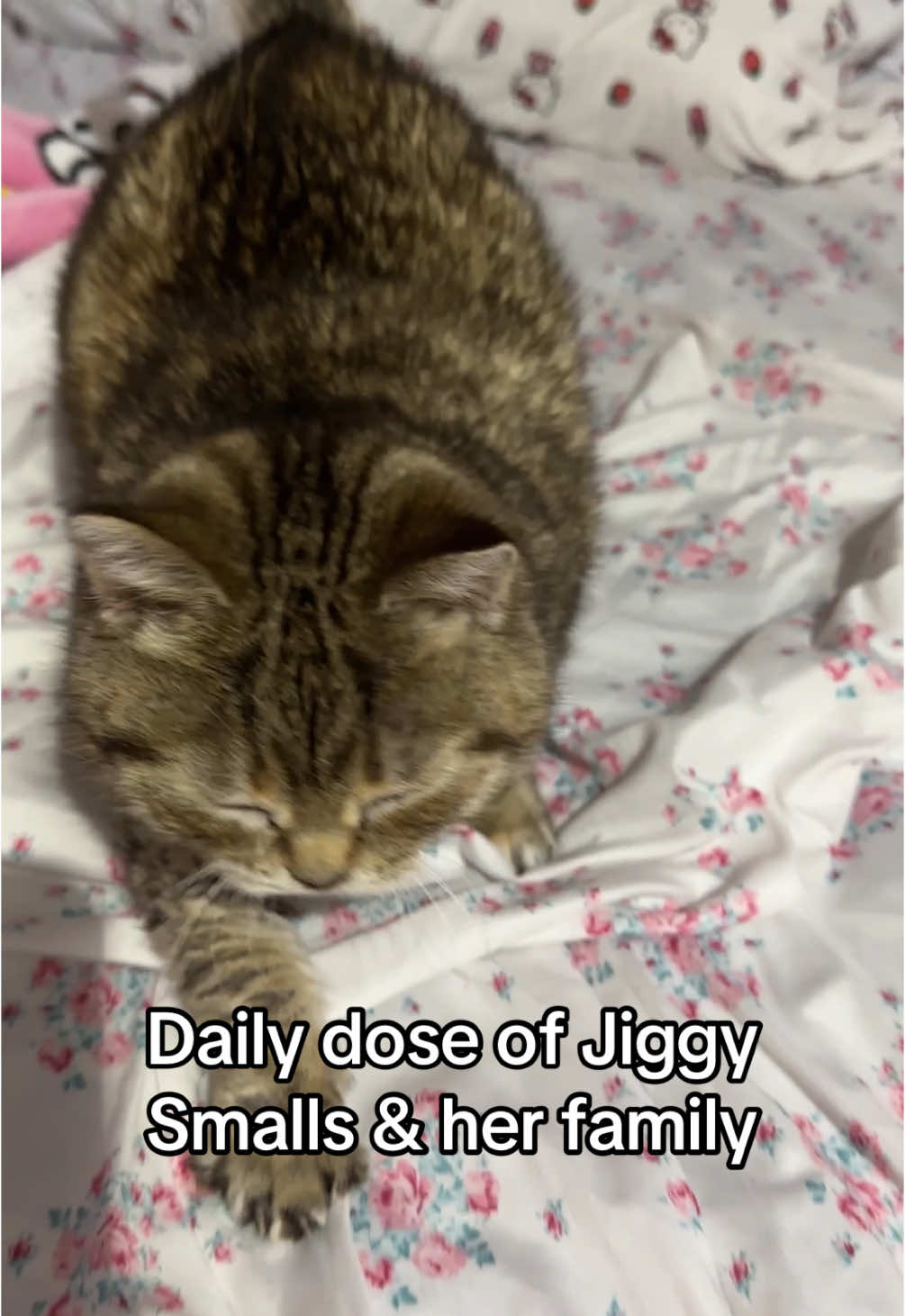i think it’ll be another 5 years before Jiggy trills again 😖😔 #jiggysmalls #dwarfcat #jellycat #foryouu #fypシ #jiggycat #cavalierkingcharles #orangecat #torticat 