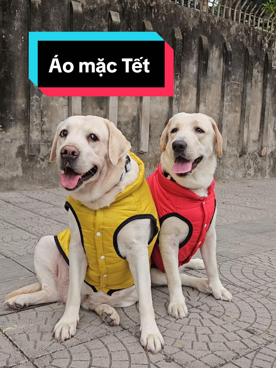 Áo này cún mặc Tết cũng thoải mái các Sen ơi #aoretchocho #aoamchocho #aochomeo #aotetchocho #tet2025 #aophaochochomeo 