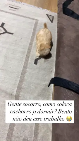 2h da madrugada e ela chora sem parar e só quer brincar socorro #fihote #filhotesfofos #poodle 