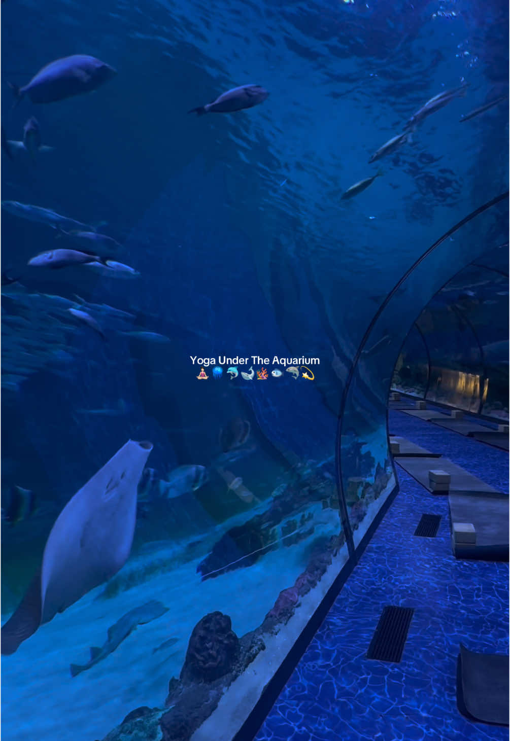 Yoga under the aquarium #yoga #morning #aquarium #health #yogaday #abudhabi #fyp #fypシ゚ 