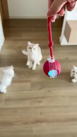 360 degree automatic rolling electric dog cat pet gift ball toy#Cute cat#Pet Toys#Cats playing#Cat Toys#cat#dog#lnteractive cat Toys#lnteractive dog Toy#tiktok store holidays#fyp 
