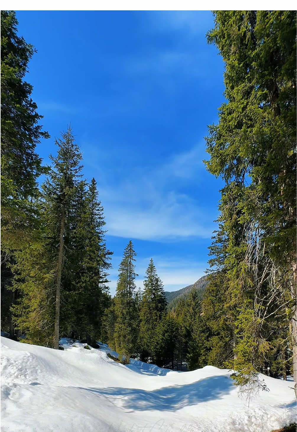 Escape to the Winter Wonderland: Serene Snowy Forest Trails and Vibrant Blue Skies in Nature’s Glory #cinematic #slowmotion #naturevideo #Outdoors #cinematicnature #winter  #snow #january #dolomites #alps forestvibes #forestwalk #forestlovers naturevibes #naturevideos #creatorsearchinsights 