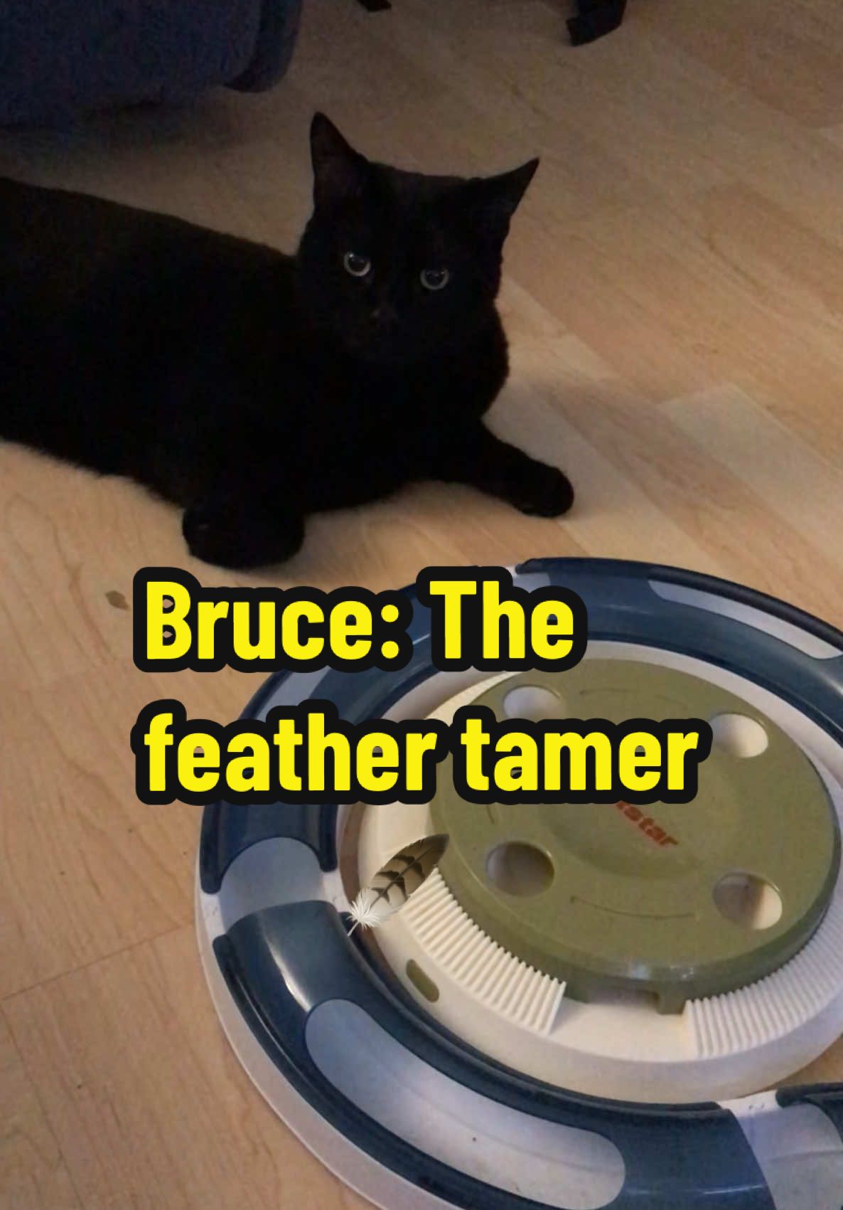 Im getting good at this new toy! Its so fun… we love it! #smartkitty #Bruce #PetStar #toys #catsoftiktok #😻 #christmas #cattok #batman #buynow #foryoupage❤️❤️ #playtime #tiktokshop #funnytiktok #play #cutecat #fyp #feather #lovehim #fyp #foryour #gift #spoilt #lucky 