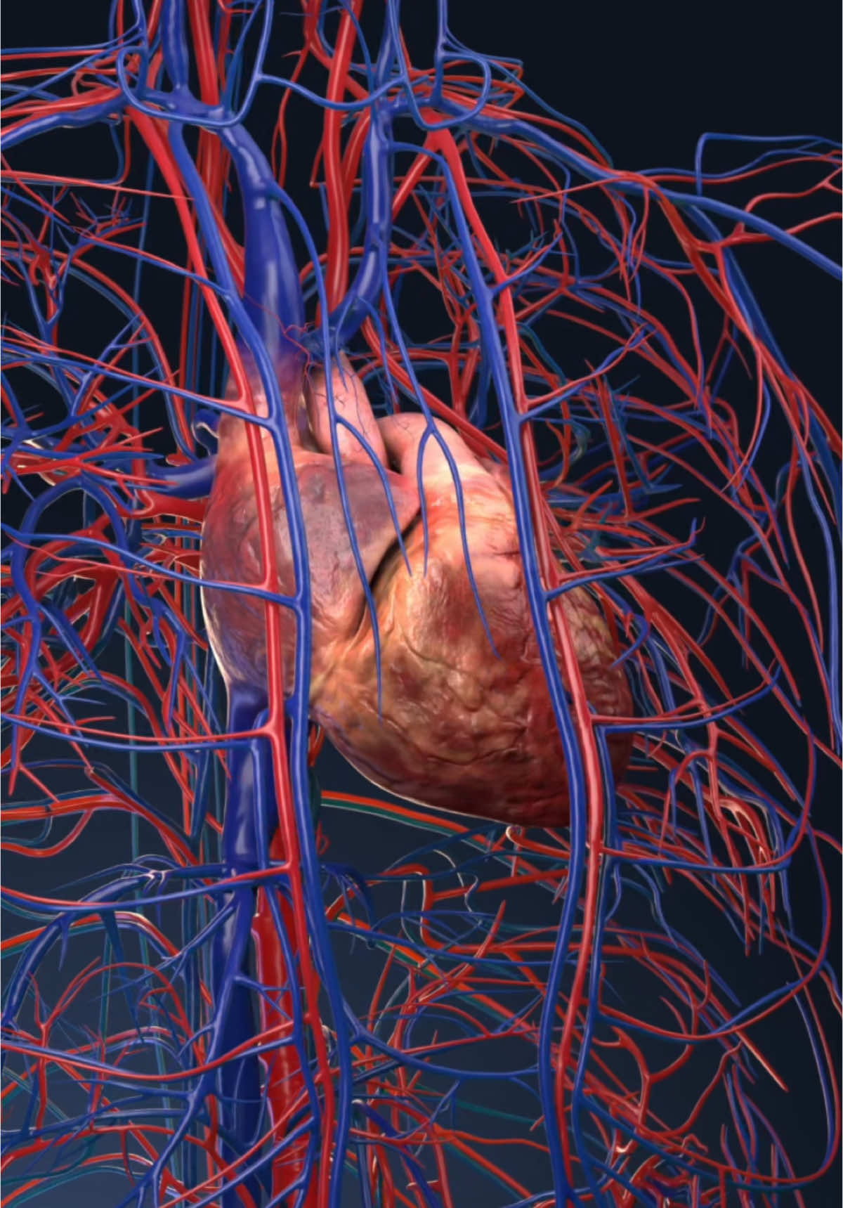 The heart on the outside: explore its external anatomy in 3D ❤️ Have you ever stopped to wonder what your heart looks like from the outside? While its internal mechanics are well-known, the external anatomy is just as fascinating and crucial to its function.  Dive into the protective layers of the heart with the pericardium, a fibrous sac that cushions and shields the heart from external impact. See the intricate coronary arteries that wrap around the heart, supplying it with oxygen-rich blood to fuel its nonstop work.  Witness the great vessels, including the aorta, the largest artery in the body, and the pulmonary trunk, which carries blood to the lungs for oxygenation. Discover the base and apex, key points of orientation that anchor the heart and guide its rhythmic contractions. See how VOKA 3D Anatomy & Pathology app transforms complex anatomy into a captivating visual experience! #heartanatomy #cardiology #anatomy #anatomy3d #3danatomy #medstudents #medicalstudents #medicaltsudent #digitallearning #humanbody