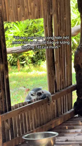 cố lên cố lên 🥹#xhtiktok #xh #xhuong #fyp #fyp #VinWondersPhuQuoc, #Vcreator, #SafariPhuQuoc, #GrandWorldPhuQuoc, #WakeupFestival