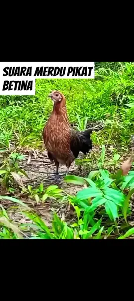 suara pikat betina  #ayamhutan #ayampikat #hobyayam #foryou #xyzbca #fyp #fypシ #tiktokpelitfyp 