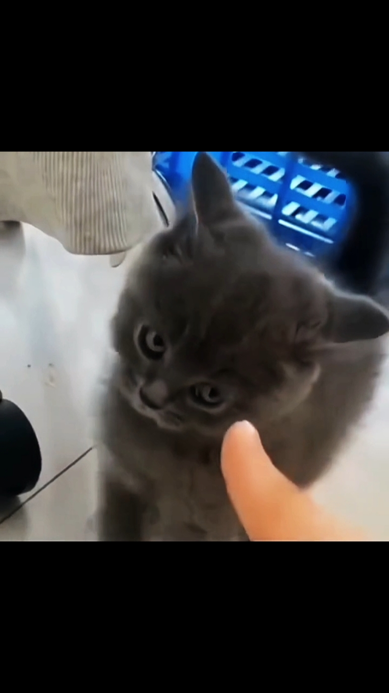 #cat #cats #catlover #catreaction 