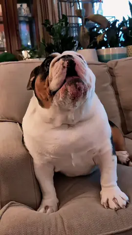 Angry Bulldog🐕🐕🐕#fouryou #fyp #funny #funnyvideos #Love #funnytiktok #dogs #dog #dogsoftiktok 