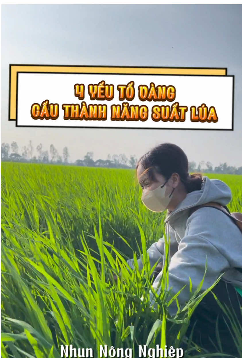 4 yếu tố vàng cấu thành năng suất lúa? Là gì bà con ơi 👉  #nhunnongnghiep #lúa #nongnghiep 