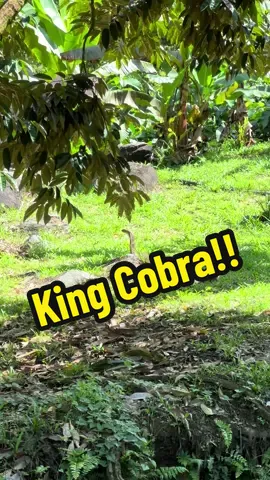 惊险！今天园内发现眼镜王蛇（俗称过江龙）Ular Tedung / King Cobra #榴莲园 #kingcobra #过江龙 #眼镜王蛇 #ulartedung #orchard #马来西亚榴莲园 #kebundurian #durianorchard #wildlife #wildnature 