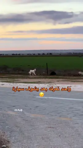 فودرا😍🤣#الشعب_الصيني_ماله_حل😂😂 #الابيار_بنغازي_البيضاء_طبرق #كسارات_الابيار_كسارة_امتوبل_الشيخي #ليبيا_طرابلس_مصر_تونس_المغرب_الخليج 