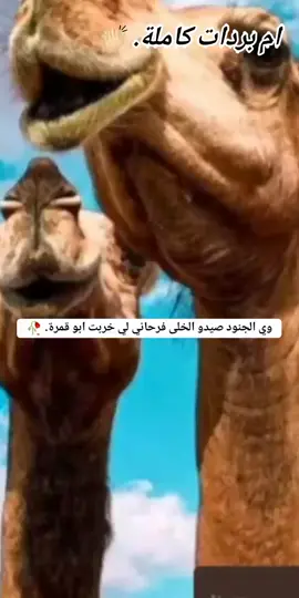 #قوات_الدعم_السريع_جاهزية🥀❤️ #جنيديون🦅🔥❤️اولاد🔥✊️✊️ابوك🔥✌️🇸🇩🐅🔥 #ماهرية_عيال_وافي_الدهب_الصاااافي 