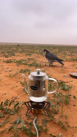 #الرياض #الشعب_الصيني_ماله_حل😂😂 