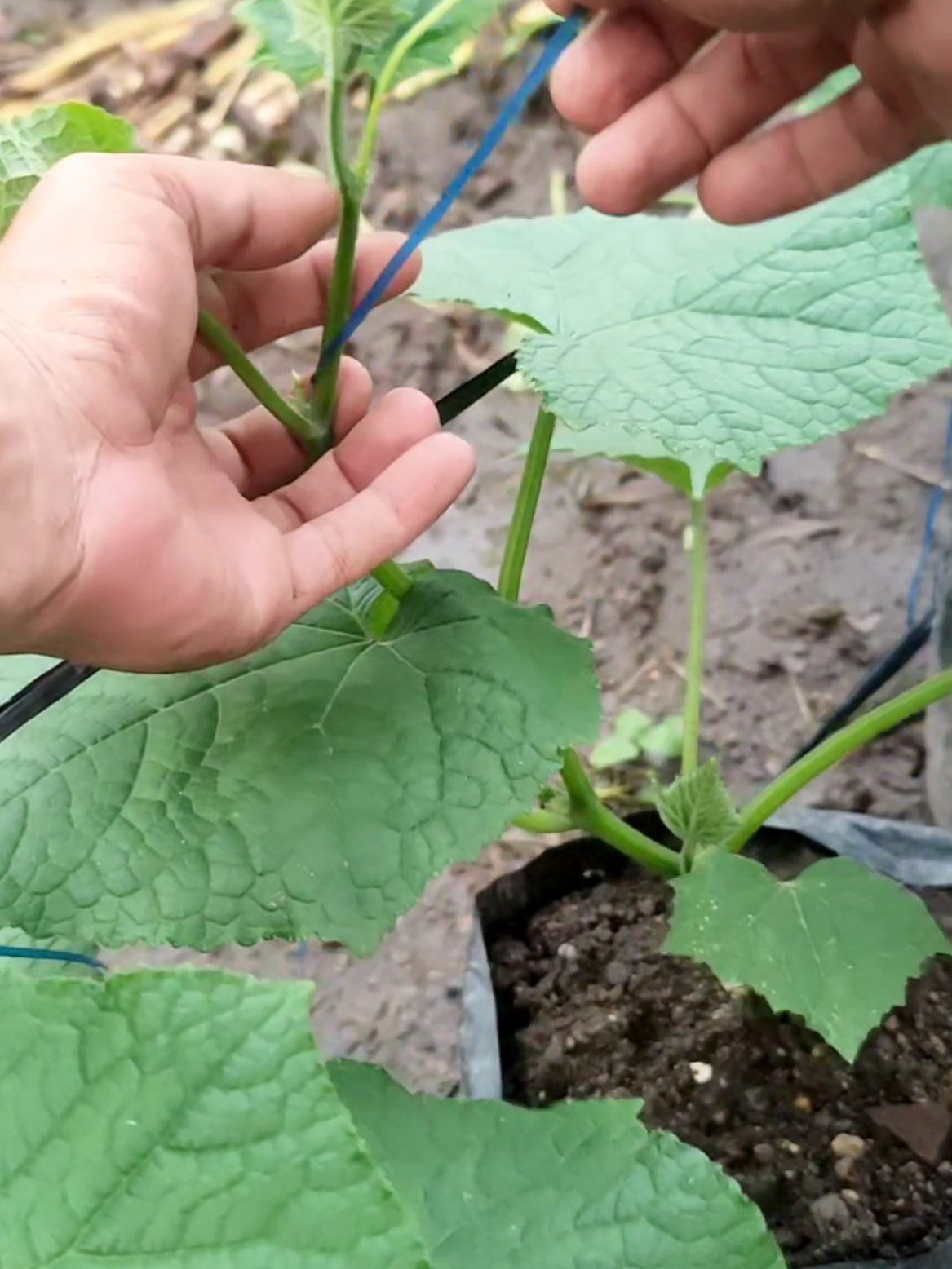 Merambatkan tanaman timun. #visitani #berkebun #gardening 