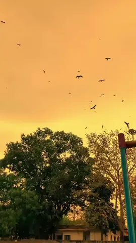 🌿 দিনের পর দিন কেটে যায়, অথচ তার প্রতি মায়া আমার কাটে না...!! 🖤✨ #fypシ #foryou #foryoupage #tiktok_vairal #nil_projapoti1551🥰🥀 