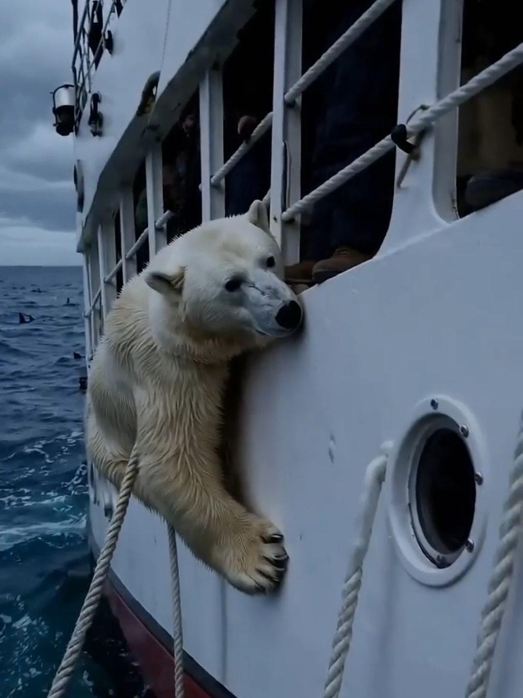 Fishermen save polar bear from sharks! #ai  #aigenerated #polarbear #scaryocean #water #fishermen #fyp 