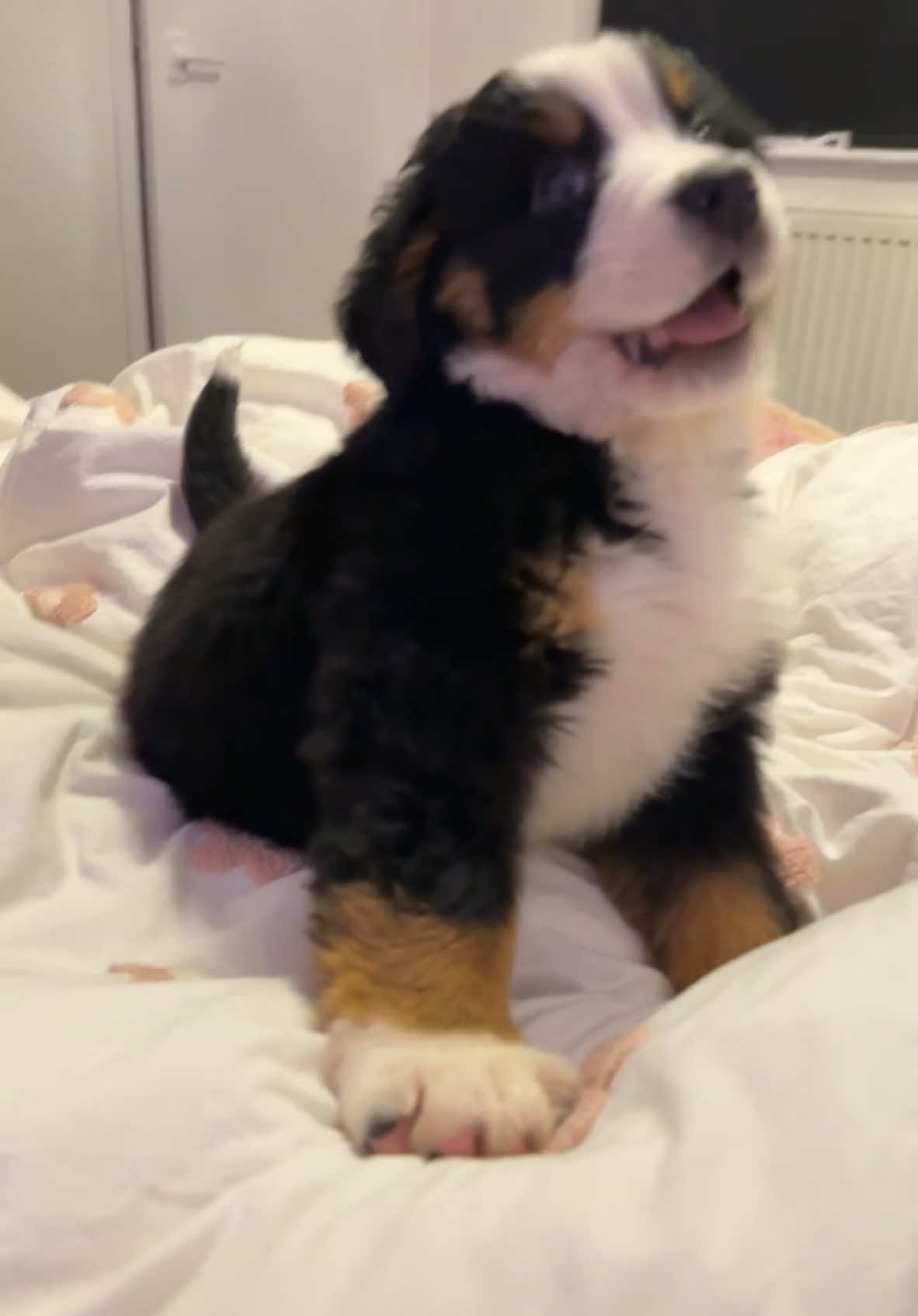 little love🤎 #puppy #bernesemountaindog #puppylife #cutepuppy 
