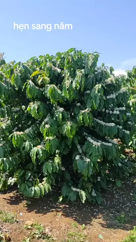 #xuhuong #cà phê thả đọt #TikTokCreatorSearchinsigtsincentive 