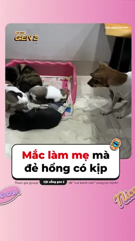 😼: “Choi chơi ké iii ròi nào tui đẻ tui cho bà chơi lợi he” #cotsonggenz #yan #genz #meme #pet #cute #cat #dog #trending #funny #viral #fypシ #haihuoc #funnyvideos #tiktokgiaitri #xuhuongtiktok2024