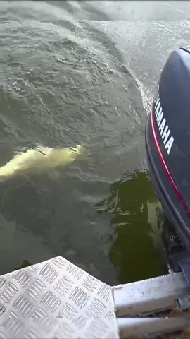 Январский лещ #рыбалка #зима #спиннинг #лещ 