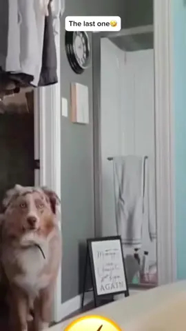 The las one😂 #voiceover #talkingdog #talkingcat #PetsOfTikTok #animalsoftiktok #funnyanimals #catsoftiktok #dogsoftiktok #doglover #catlover #foryou 