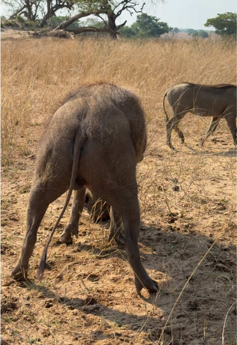 Look at this amazing sedated warthog - we are safely and successfully relocating a small sounder of these animals to a nearby reserve! 🐗🙌🏻 #warthog #fyp #closeup #zimbabwe #conservation 