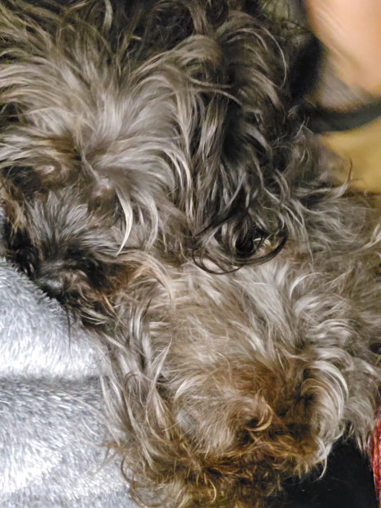 A day in the life of my bosses!  She sleeps 10 hours, hogs my pillows, decides to wake-up after 10 hours in bed!  Gets an amazing spa treatment, the best raw food, chiropractic care and off to sleep again in her throne 👑 #dogs #boss #WellnessWarrior #rawpetfood #dogchiro #longdogissues #grooming #spafordogs 