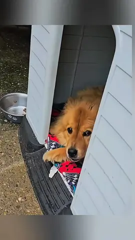 Funny stories about children and dogs 🥰❤️  #pet #cat #dog #cute #animals #foryou #typ