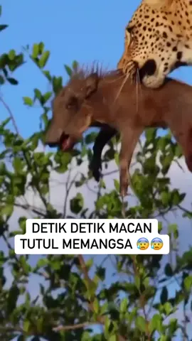 detik-detik macan tutul memangsa anak babi.. #fyp #viral #foryou #foryoupage #macan 