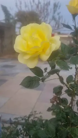 #foryou  #fypppppppppppppp 