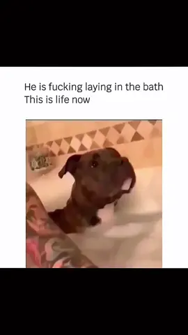 Funny and cute dogs compilation 🤣 🐕 #funnydog #funnypet #cutedog #dogsoftiktok #dog 