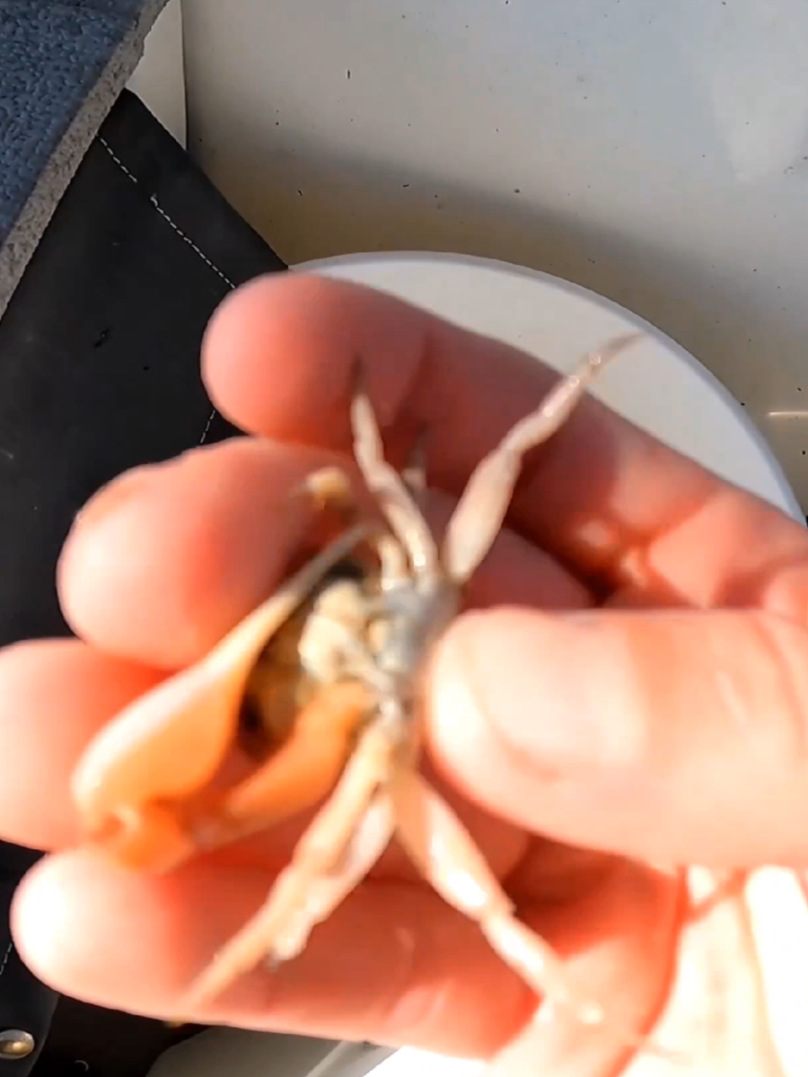 On Tiny Crab! #fishing #fishtok #bigfish 