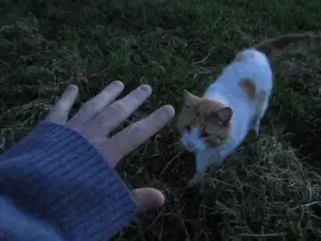 котики :з думаю о них и буду снимать, они такие вайбовые :> #щитпост #фондлящитпоста #фоныдлящп #котик #лето2021