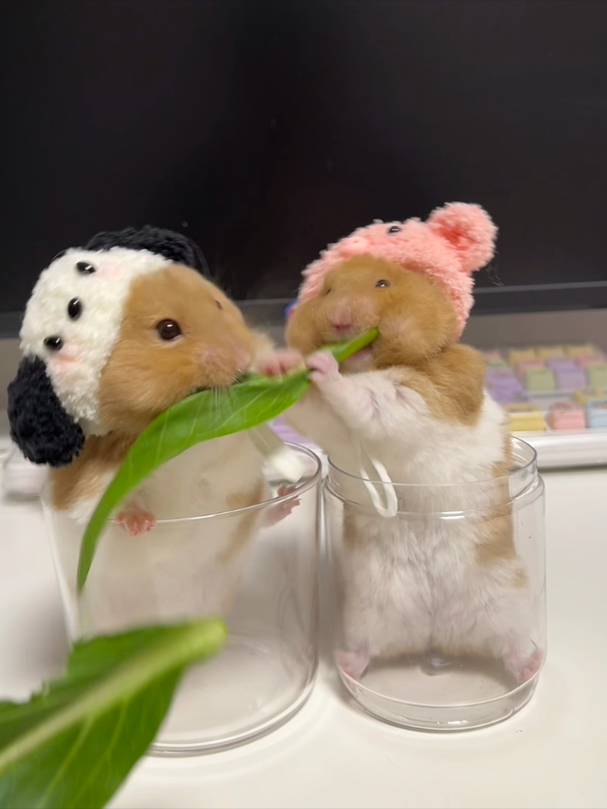 Hamster Muckbang  #Hamster #Hamsters #CutePets #HamsterFeeding #HamsterSounds #PetVideos #HamsterLife #AdorableHamsters #HamsterEating #PetLovers #HamsterJoy #HamsterFun #HappyHamster #HamsterMoments #PetFeeding #HamsterMunching #hamstervibes 