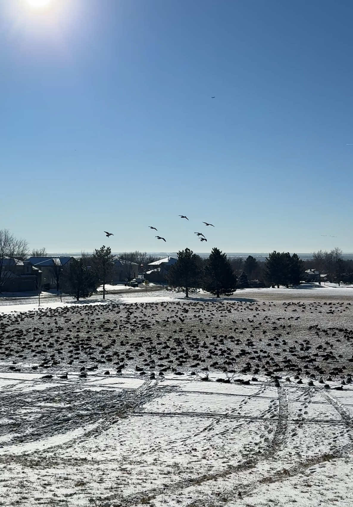 Is this the stupidest thing I’ve ever posted? Potentially. Did it bring me immense unfettered joy? Absolutely. #denver #geeseoftiktok #minions #canadiangeese 