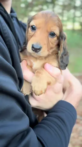 When you know, you know😍 #miniaturedachshund #dogsoftiktok #miniaturedachshundpuppy #puppy #dachshundaddict #fyp #puppytiktok #miniature #dachshund 