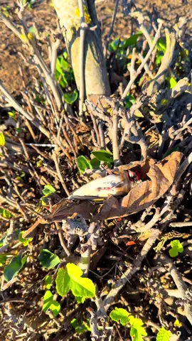 Birds freedom  to nature. #goldfinch #birds #حسون 