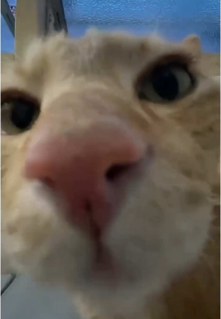 calma moreno #volei #voley #gato #cat #susto #beijo #jogo #saque 