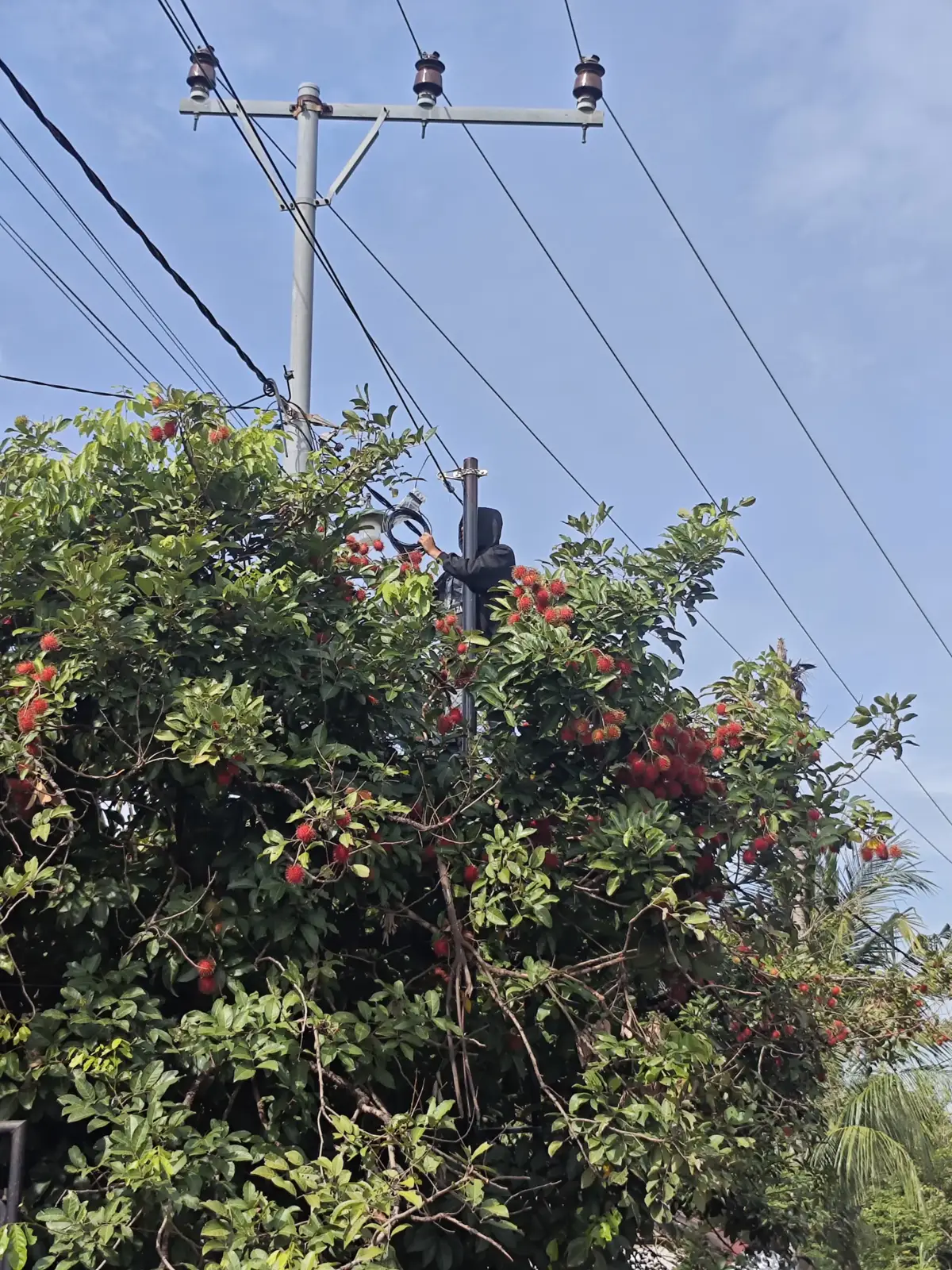 Rambutan Core #teknisiwifi #tukangwifi #internetcepat #internet #kuliwifi #fiberoptics #wifi #rtrwnet 