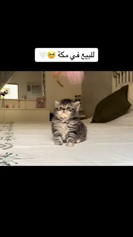 للبيع في مكة أجمل وأعلى مستويات القطط .. التواصل عالتلغرام الرابط في البايو #مكة #جدة #قطط 