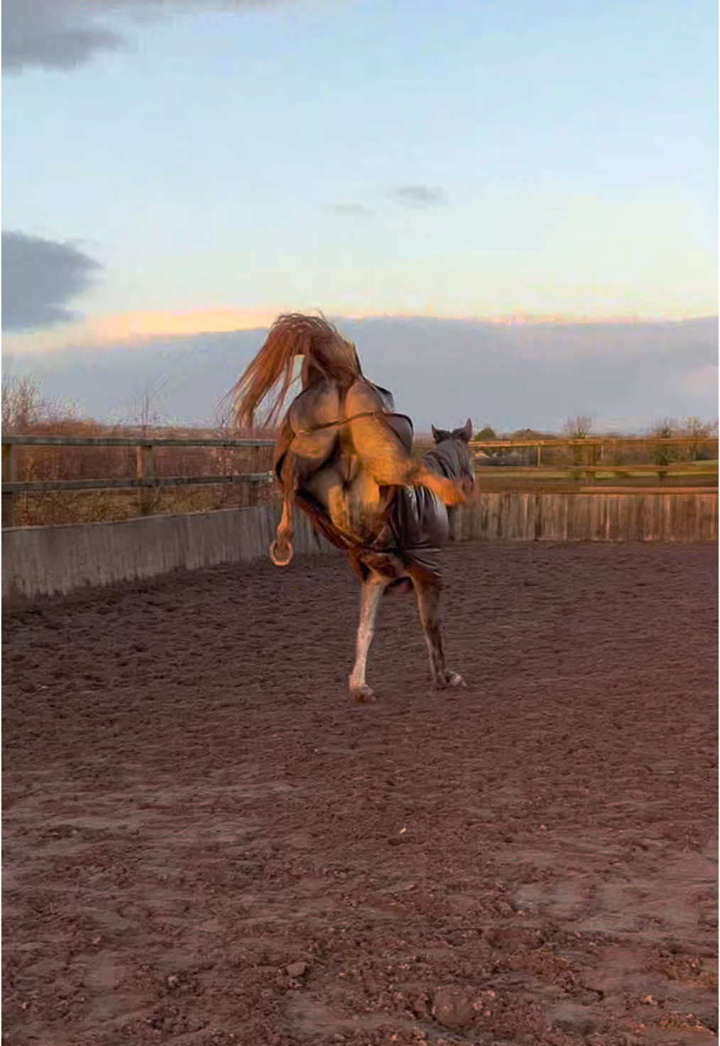 I could make like 6 of these with clips of Moonlight 😭🙏🏻 #equestrian #equine #horsegirl #horsetok #horsesoftiktok #horsebackriding #equestrianlife #equestrianvibes #foryou #fyp #abcxyz 