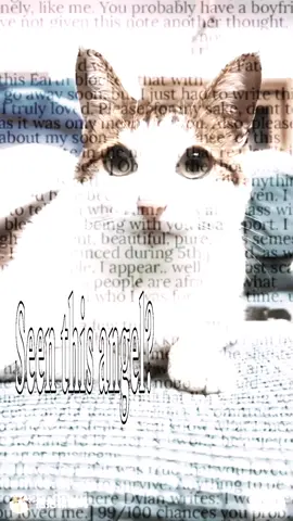 seen this angel? #meimei #toletole #iloveyouvro #cat #fyp #pourtoi #elgato #vro #unclebao 