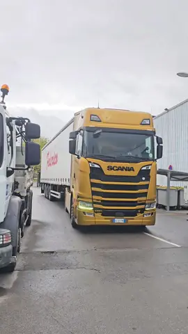 Lagerstroemia 🩷🌿 #flowers #plants #garden #nature #city 