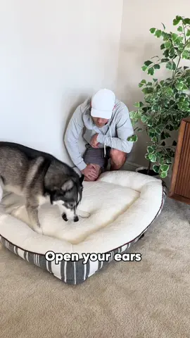The “did i stutter?” was a little too real… 😅 #dogsoftiktok #dogsoftiktokviral #husky #huskies #dog #dogs #funny 