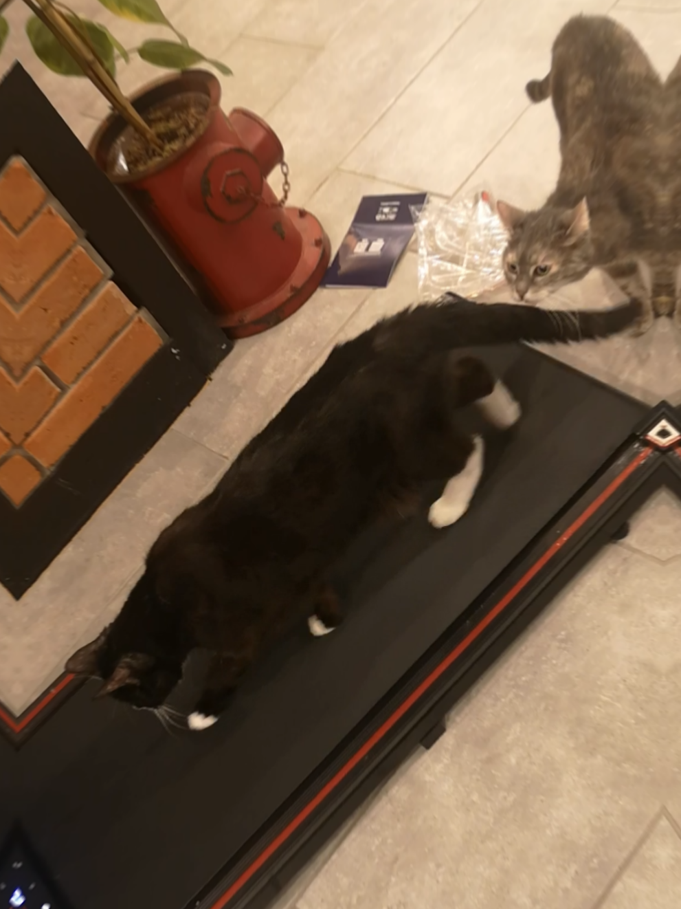 Catwalk.... #fy #fyp #foryoupage #foryou #cat #cats #catsoftiktok #catlover #cattok #pet #PetsOfTikTok #animals #haustier #katze #sweet #kawaii #neko #sport #Running #Fitness 