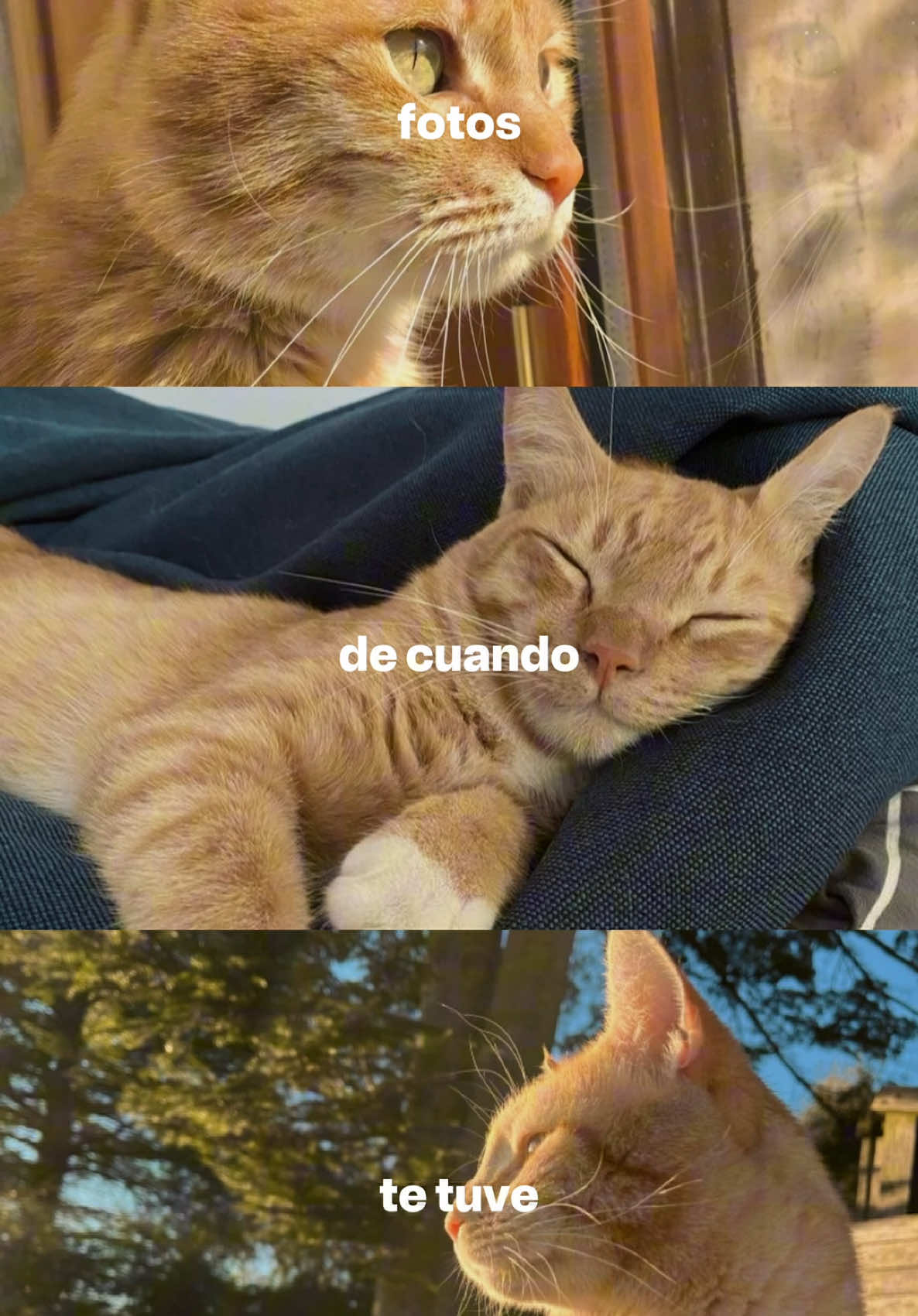 Debí tirar más fotos  #CapCut #debitirarmasfotos #dtmf #CapCut #badbunny #recuerdos #fyp #parati #trend #viral #gatitos #nostalgia #plantillas 