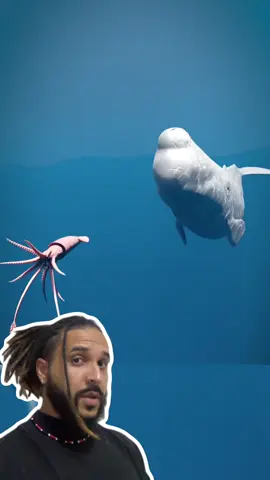 Essa excreção das cachalotes pode te deixar MILIONÁRIO!🐳💰 . . . #animaisnotiktok #bichos #biologia #ciência #curiosidades #agoravocesabe #aprendanotiktok